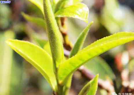 冰岛古树茶口感特点介绍，探秘冰岛古树茶的独特口感，带你领略不一样的茶香世界！