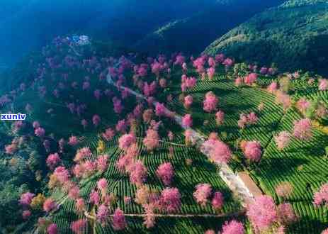 无量山古树茶价格，探究无量山古树茶的市场价格与价值