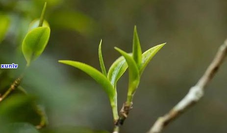 无量山古树茶价格，探究无量山古树茶的市场价格与价值