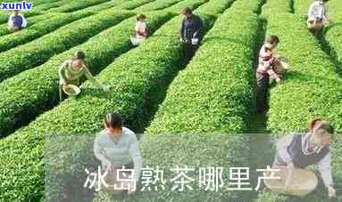 冰岛熟茶哪里产的茶-冰岛熟茶哪里产的茶好