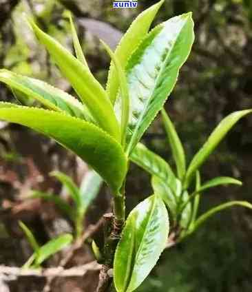 冰岛茶区有藤条茶吗，探索冰岛茶区：是否有藤条茶的存在？