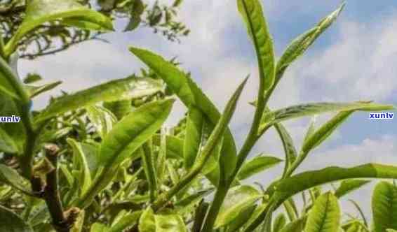 冰岛茶百科：探索冰岛茶的起源、特点与功效