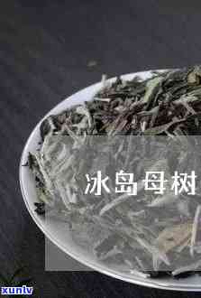 冰岛母树茶是什么茶-冰岛母树普洱茶生茶怎么样