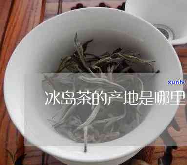 冰岛茶产于哪个茶区-冰岛茶产于哪个茶区的