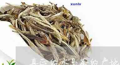 冰岛茶产于哪个茶区-冰岛茶产于哪个茶区的