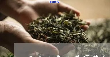 云南冰岛茶生茶特点-云南冰岛茶的特点