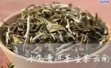 云南冰岛茶生茶特点-云南冰岛茶的特点