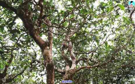 地界茶属于冰岛茶吗，探究地界茶与冰岛茶的关系：它们是同一品种吗？