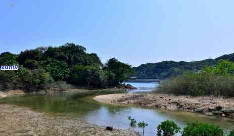 冰岛印象茶是什么茶-冰岛印象茶是什么茶叶