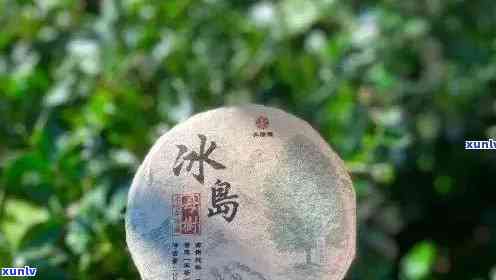 冰岛茶是属于什么茶类，特点和茶区