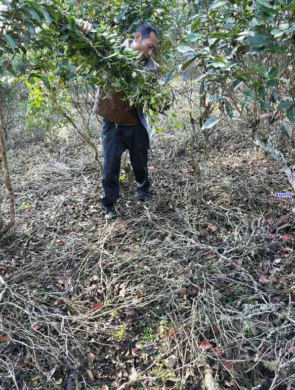 正山老班章什么意思：357克普洱茶价格及易武饼茶