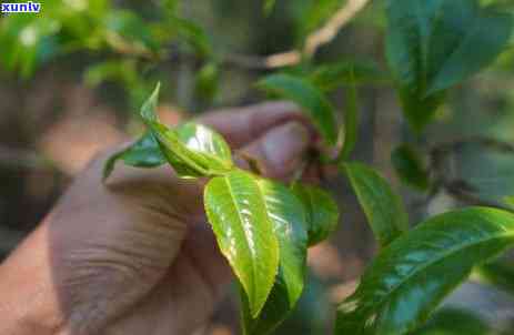 04年中茶老班章生态古树茶500克