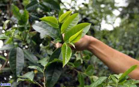 信用卡逾期多年怎么还款，哺乳期能否饮用普洱茶？一探喝茶与母乳喂养的关系