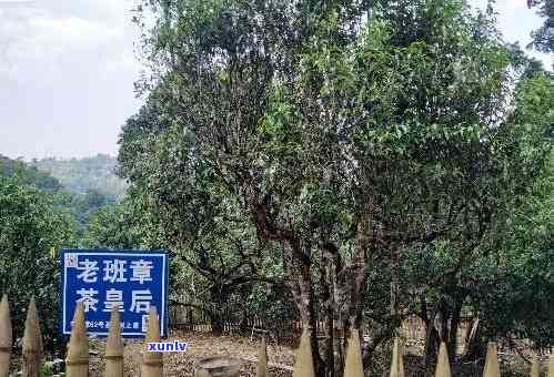 勐傣茶厂老班章品鉴，品味古树香气：勐傣茶厂老班章品鉴之旅