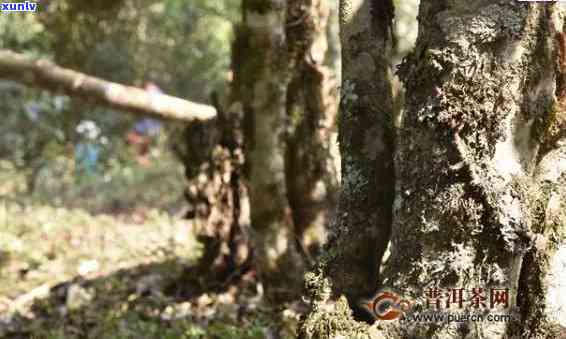 老班章古树茶怎么泡茶喝：功效、特点、价格