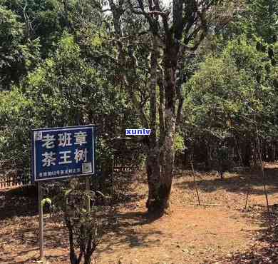 布朗山老班章在哪儿-布朗山老班章古树茶