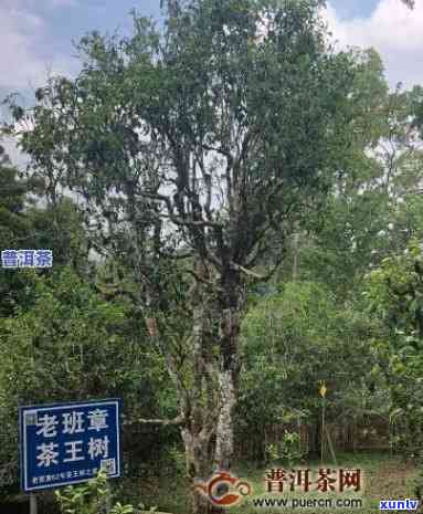 渤海县布朗山老班章村民小组茶农协会监