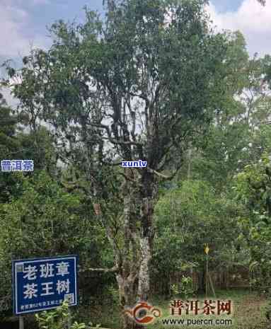 渤海县布朗山老班章-渤海县布朗山老班章村民小组茶农协会监