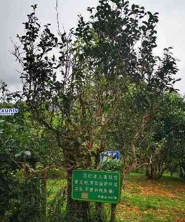 渤海县布朗山老班章-渤海县布朗山老班章村民小组茶农协会监