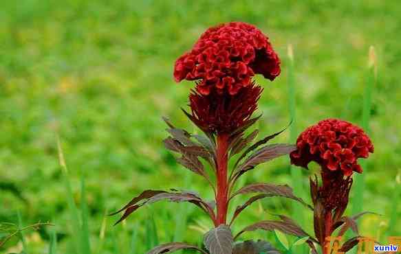 红色的鸡冠花：开花时间、外观特征及性与用途