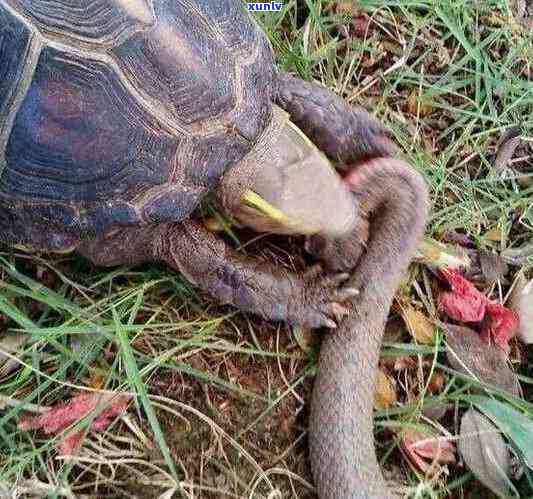 鳄鱼壳和翡翠手镯-鳄鱼壳和翡翠手镯哪个好