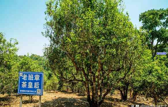 最贵的老班章价格及其古树普洱茶的价值