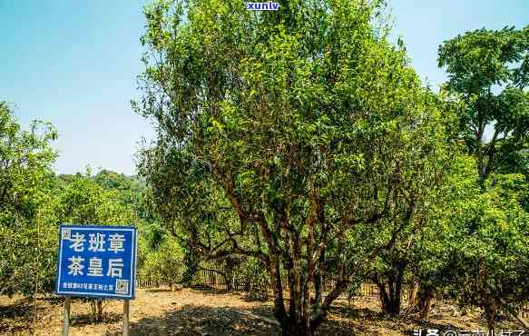 云南老班章古树茶价格及产地-云南老班章古树茶多少钱一斤