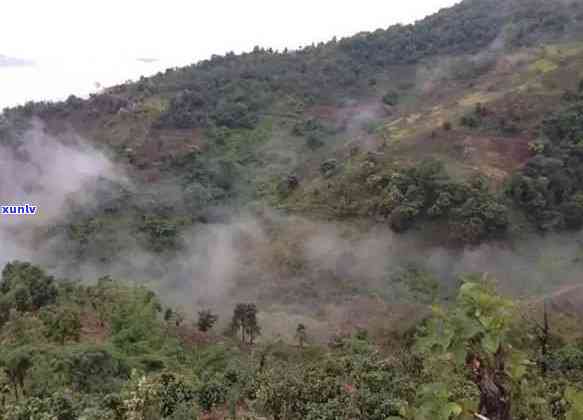 勐海老班章古茶树王-勐海茶厂老班章