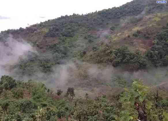 勐海老班章古茶树王-勐海茶厂老班章