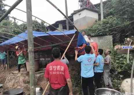 普洱根是什么样子的图片大全集及作用