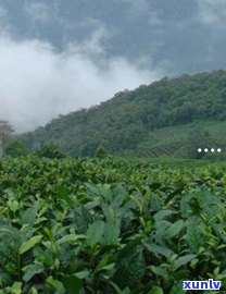 2006年老班章茶砖价格表、2006年老班章茶砖生熟茶价格、老班章茶砖普洱茶