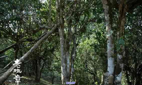 老班章茶叶产地，揭秘老班章茶叶的原产地：探寻茶叶香醇背后的故事