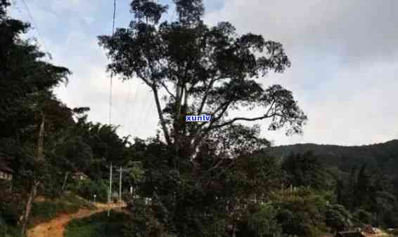 布朗山老班章村，探索中国的历宝藏：布朗山老班章村的故事