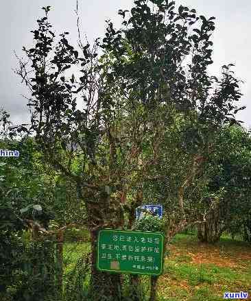 布朗山老班章古树茶价格、村