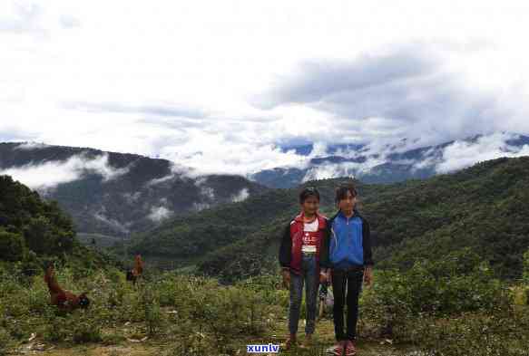 布朗山老班章三垛山-布朗山老班章村