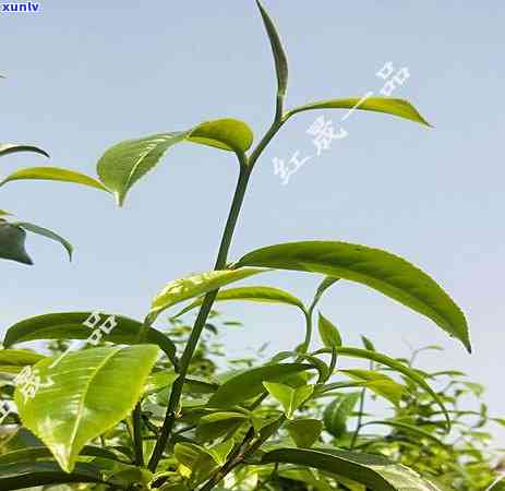 普洱头春茶的特点，探秘普洱头春茶：品味特点与醇厚之美