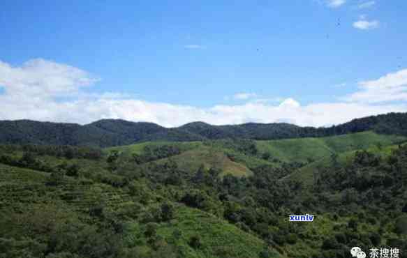 景谷县普洱茶山出名吗，景谷县普洱茶山：一座名副其实的茶叶胜地