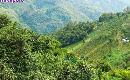 景谷县普洱茶山出名吗，景谷县普洱茶山：一座名副其实的茶叶胜地