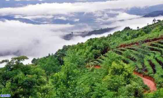 景谷县普洱茶山出名吗，景谷县普洱茶山：一座名副其实的茶叶胜地