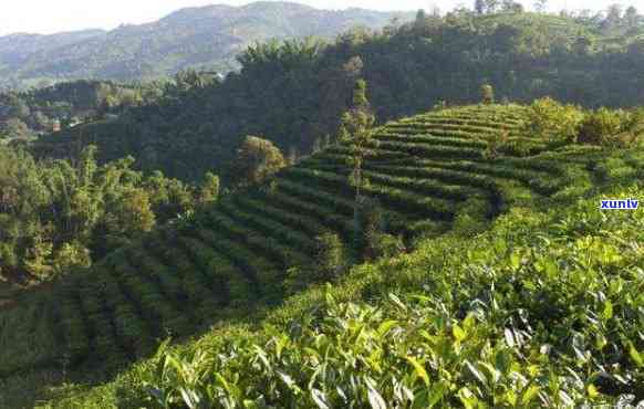 景谷茶区普洱茶的口感特征及山区名声