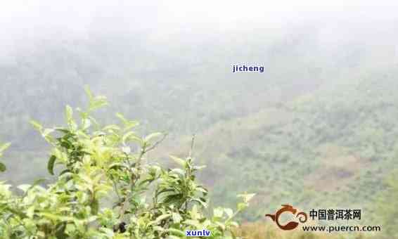 景谷山大庆普洱特点-景谷县普洱茶山出名吗