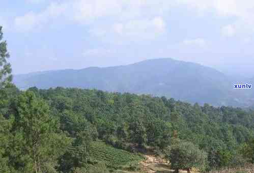 景谷山大庆普洱特点-景谷县普洱茶山出名吗