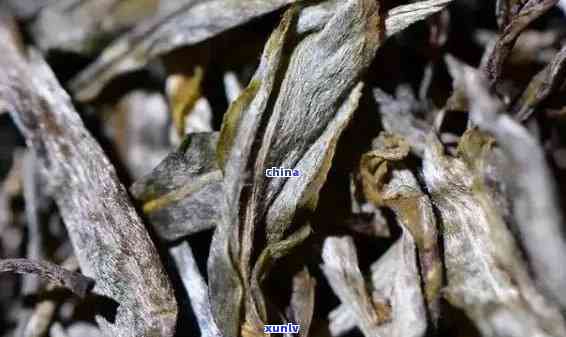 老班章古树茶属于什么茶，老班章古树茶：属于哪一类茶？-老班章古树茶功效