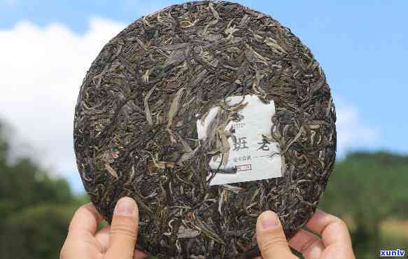 昆明天福茶业老班章-天福茗茶老班章