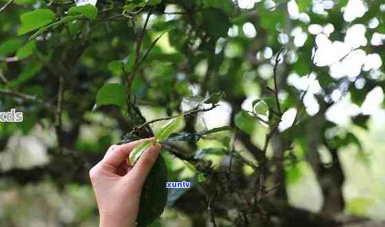 糯香普洱茶 *** 工艺，深度解析糯香普洱茶的 *** 工艺