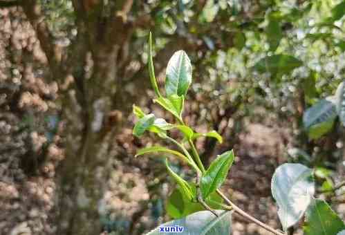 老班章与小树茶区别-老班章小树茶的特点