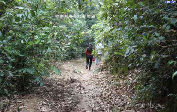 老班章村千年古茶树价格及数量