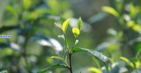 冰岛老班章是假茶吗-冰岛 老班章属于什么茶