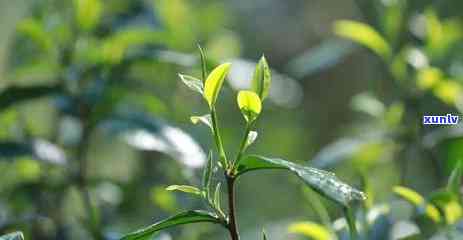 冰岛老班章是假茶吗-冰岛 老班章属于什么茶