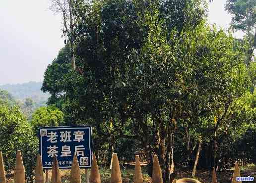 名山寻茶体验老班章-老班章山古树茶